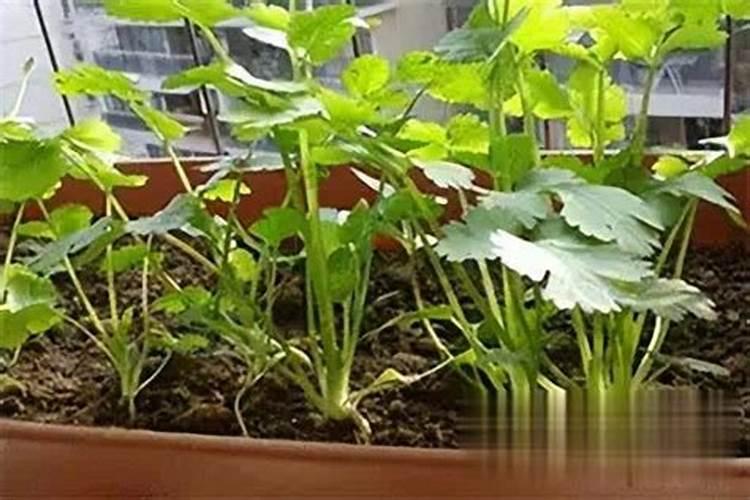 秋意浓时，播种希望：秋季蔬菜种植指南