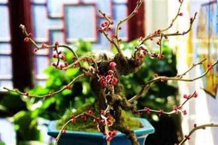 水培养殖的清新之选：掌握水梅花的养护秘籍