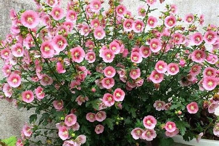 小木槿有花苞能施叶面肥吗怎么施？