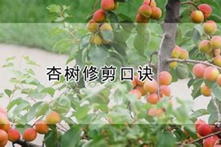 杏树怎么修剪？
