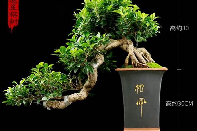 盆栽榕树黄叶的原因是什么盆栽榕树黄叶的原因及解决方法