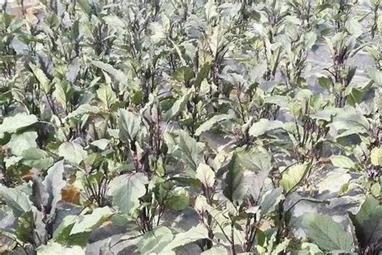 茄子得了菌核病怎么防治？
