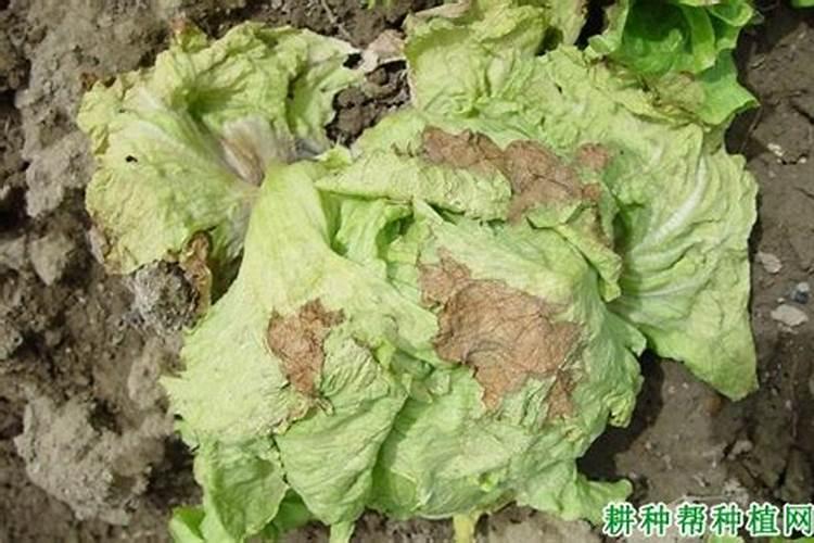 警惕！生菜软腐病防治中的药物使用要点