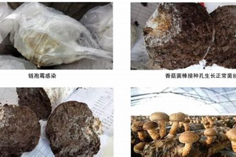 香菇原基长似“爆米花”，以后不长了，是什么原因？