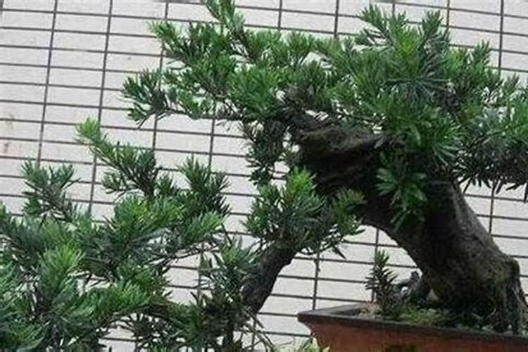 绿意盎然：掌握罗汉松施肥的黄金法则