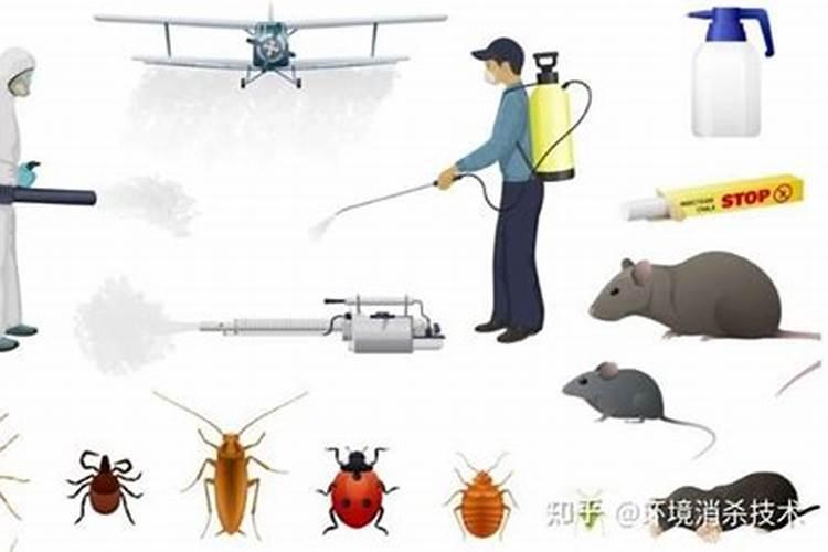 安全高效：掌握正确的杀虫剂使用方法？
