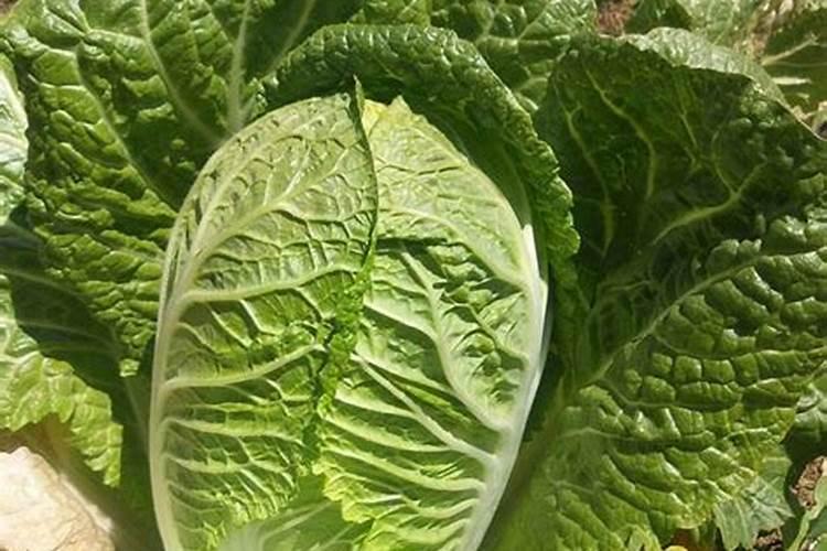 夏季结球白菜高产秘籍：科学施肥技巧详解