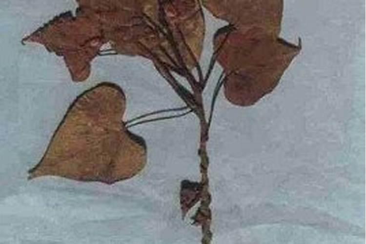 红薯根腐病的识别与防治