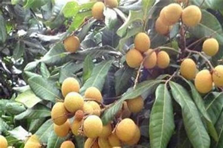 揭秘龙眼与沙枣共生之道：种植与防治的艺术