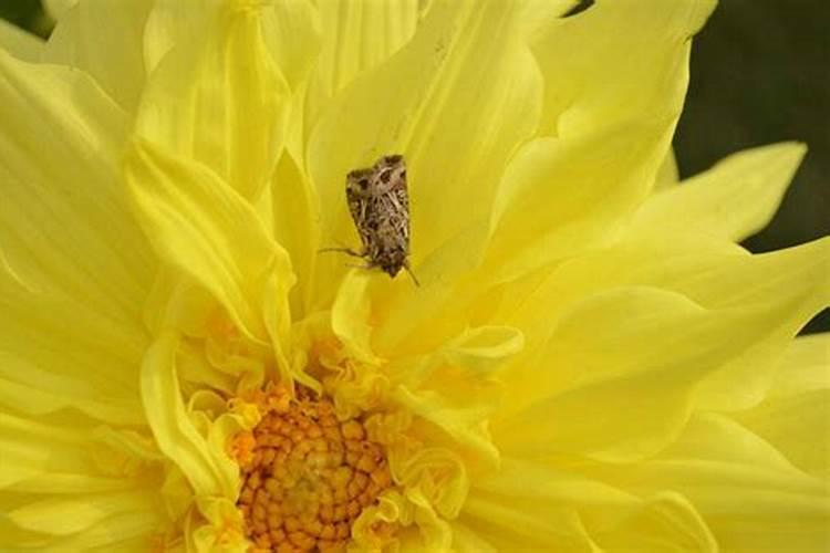 菊花斜纹夜蛾防治攻略：科学用药，守护花园之美