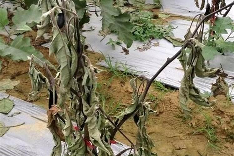 茄子枯萎病症状表现如何？