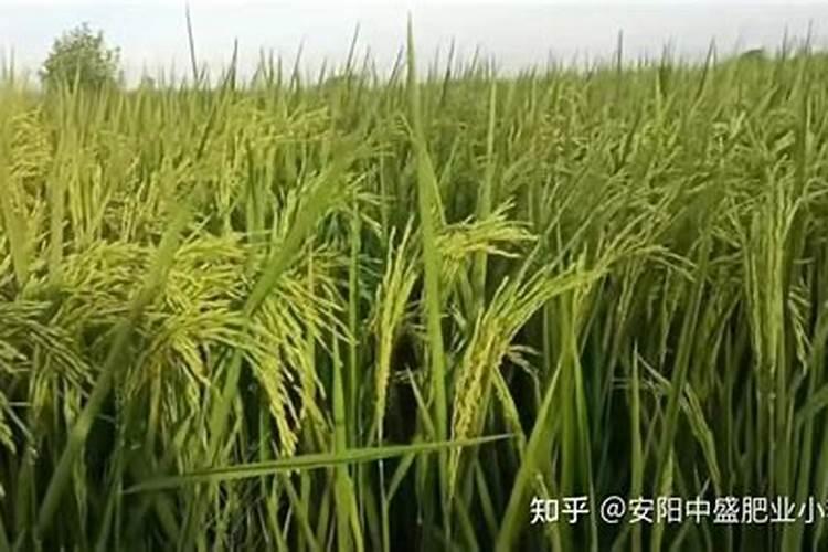 水稻用什么硅肥最好用？