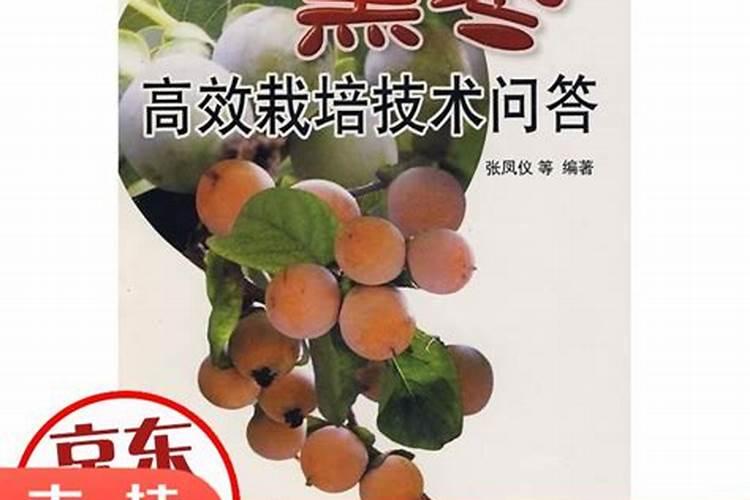 揭秘黑枣高产种植技术：从土壤到收成的艺术