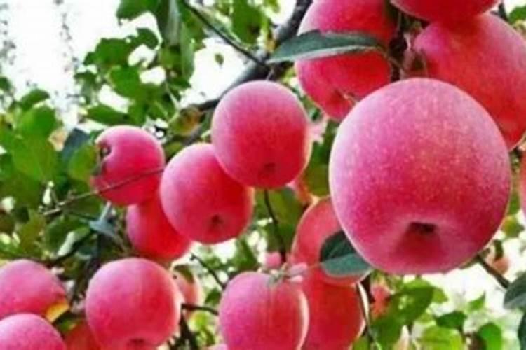 花果管理（提高果实品质的途径）
