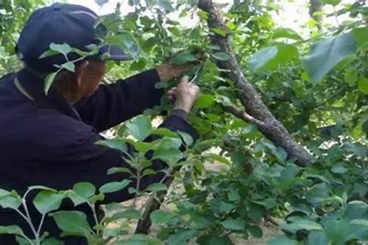 怎样进行花果管理？