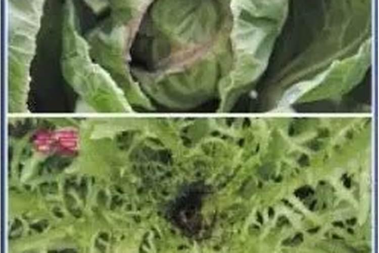蔬菜缺钙综合防治措施