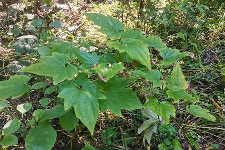 种植穿龙薯蓣如何选地和整地？