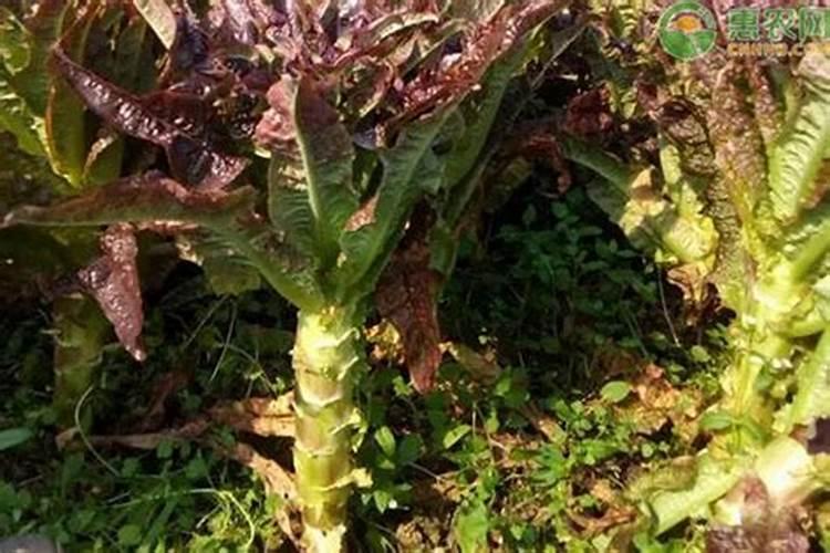 红莴笋的奥秘：药剂使用与食用安全解析
