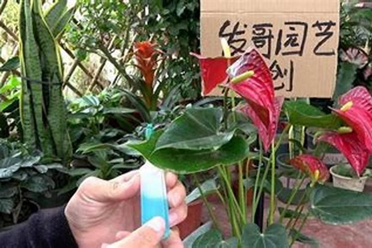 红掌花期短的原因