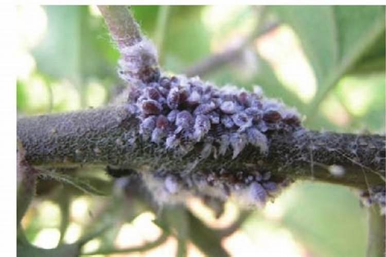 苹果绵蚜防治攻略：科学用药，守护果园绿意盎然