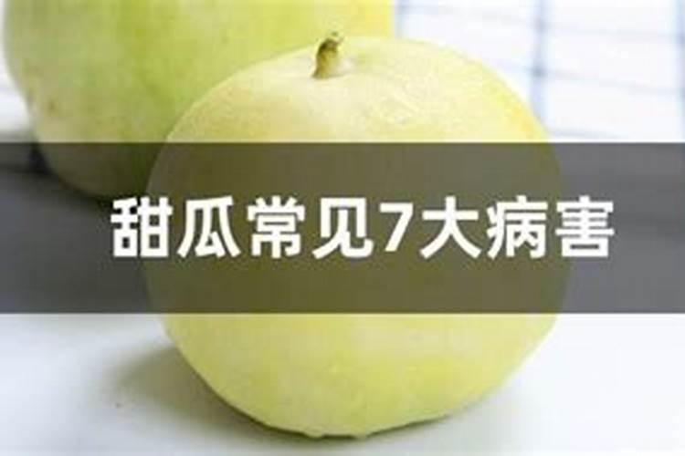 甜瓜常见的七大病害分别是什么？