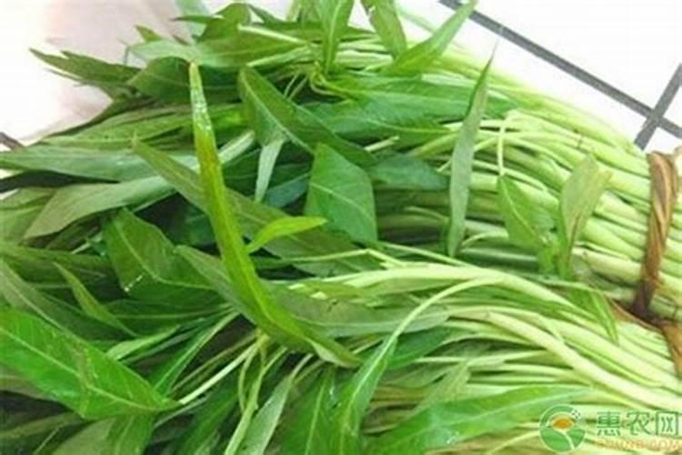 蔬菜菌核病发生与防治