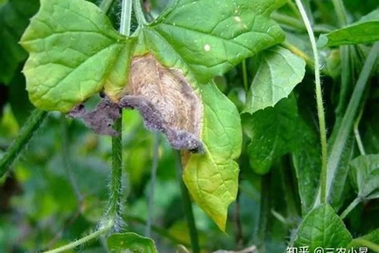 灰霉病有什么特征？怎样防治？