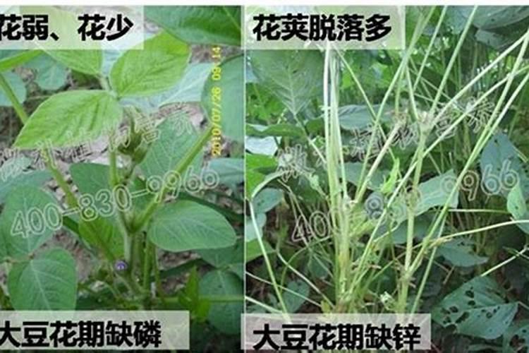 大豆缺硼缺钼会怎么样？