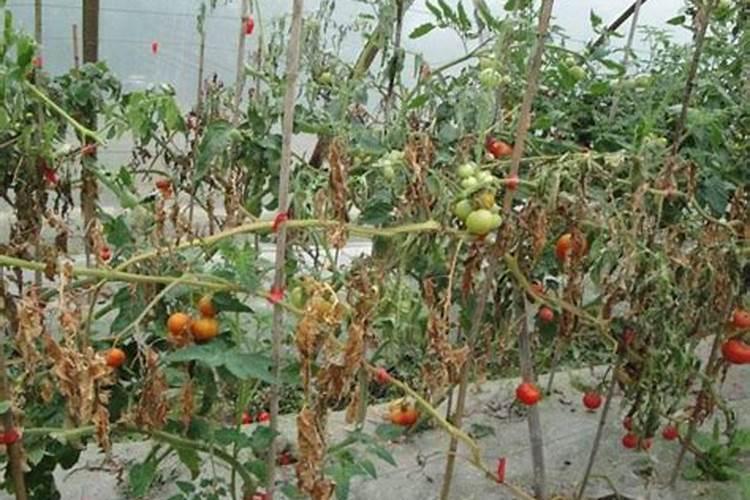 设施种植西红柿得了病毒病应该怎么办？