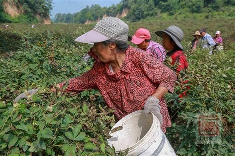 攀登高峰：高海拔地区紫斑牡丹垄膜栽培技术揭秘