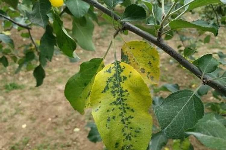 无公害苹果园早期落叶病防治技术