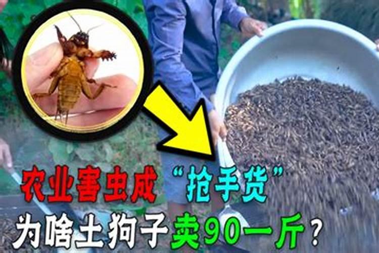 番茄蝼蛄用什么药？