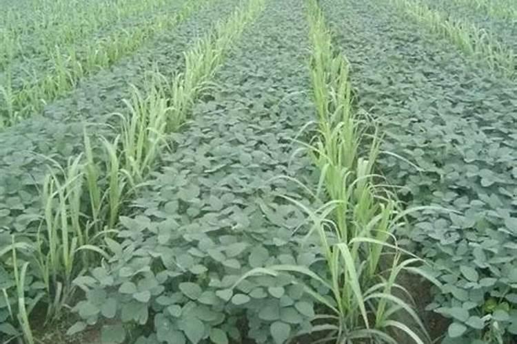 农田轮作中的隐忧：小麦田除草剂对后续大豆种植的影响