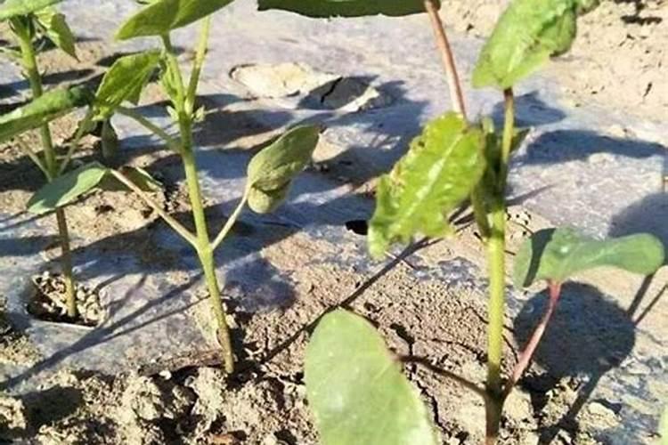 棉花用营养钵育苗死苗多的原因是什么？