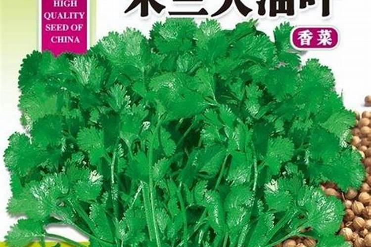 绿意盎然：掌握有机香菜种植的关键技巧