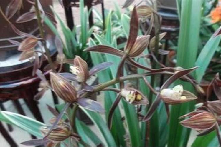 墨兰什么季节种植好？