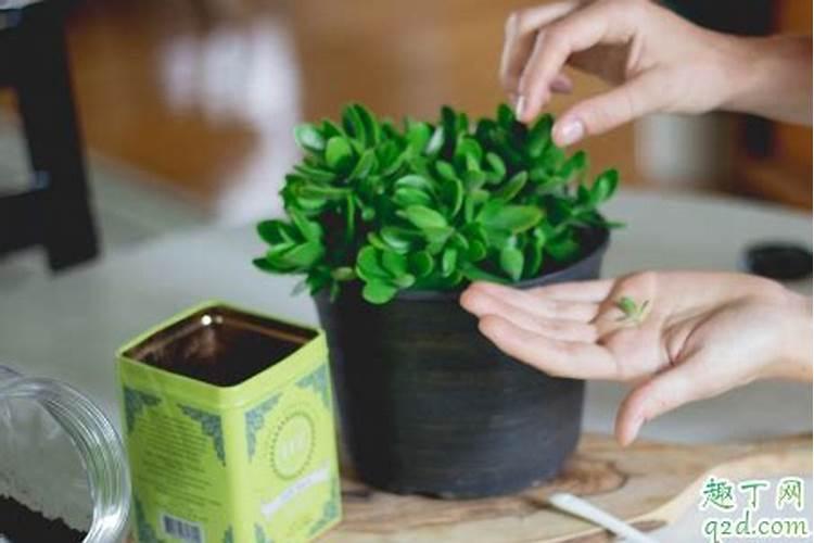 生根粉和肥料可以混在一起浇花吗？