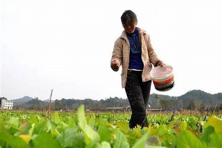 在冬春季碳铵的肥效比尿素更好,为什么？