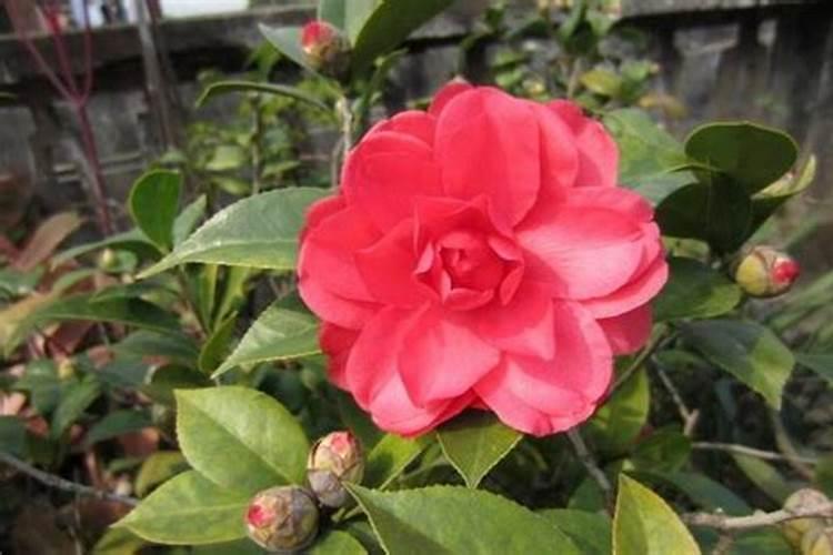 茶花施肥过多了怎么办，症状表现以及处理方法？