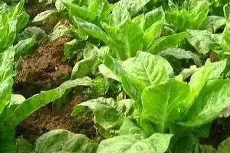 莴笋种植过程中需要注意病虫害防治？