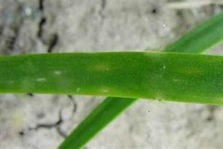 韭菜病毒病防治技术要点