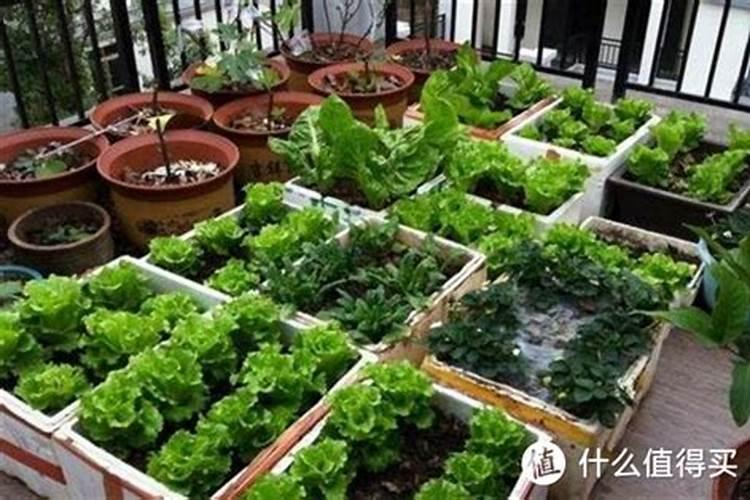 阳台绿色梦想：打造你的城市菜园