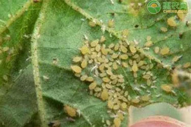 萝卜蚜虫的危害特点、发生规律和防治方法