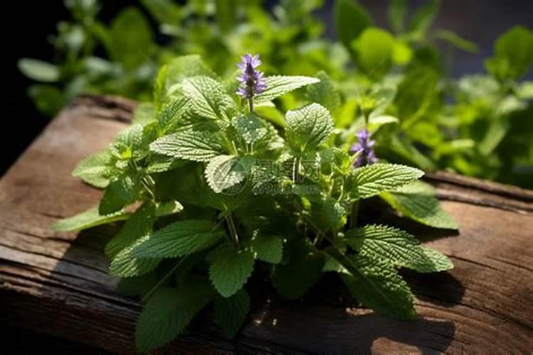 广西的绿色宝藏：盈利药材种植指南