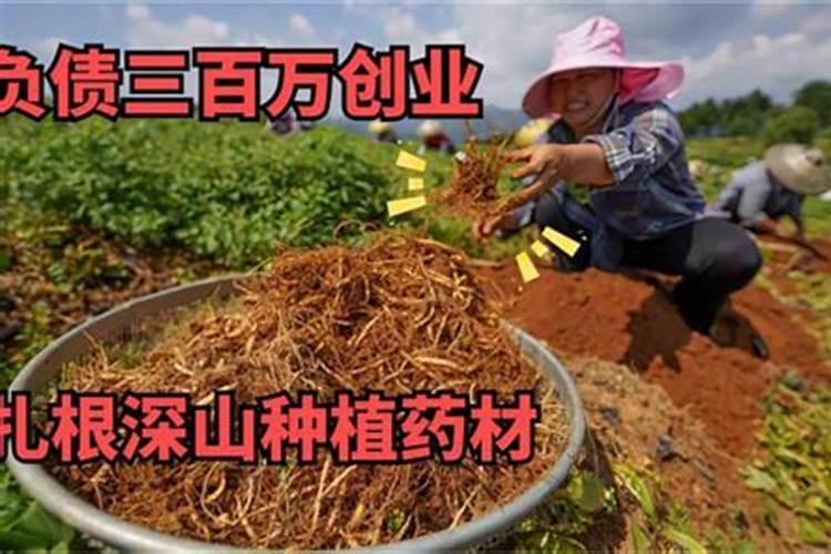 2022种植什么药材最赚钱？