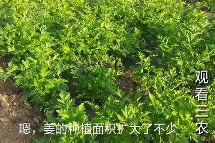 种什么药材经济价值高？