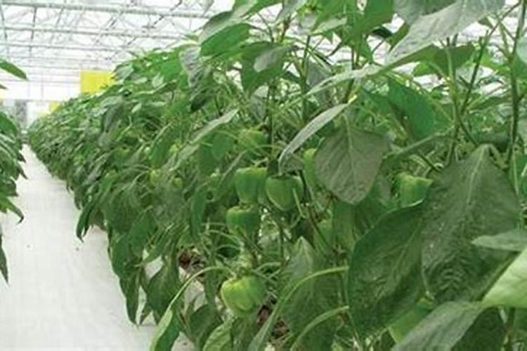 掌握未来农业：温室甜（彩）椒高产高效规范化生产技术揭秘