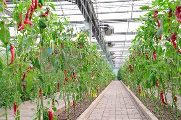 温室种植辣椒,想要高产稳产都有哪些技巧？