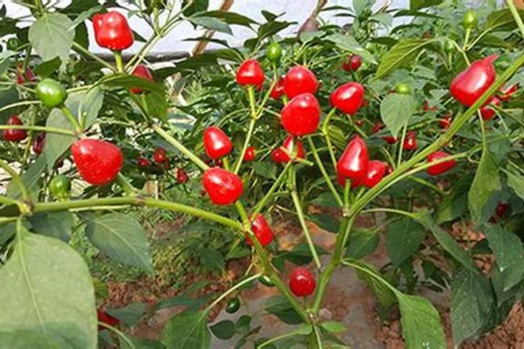 温室种植辣椒想要高产,都有哪些种植技术？