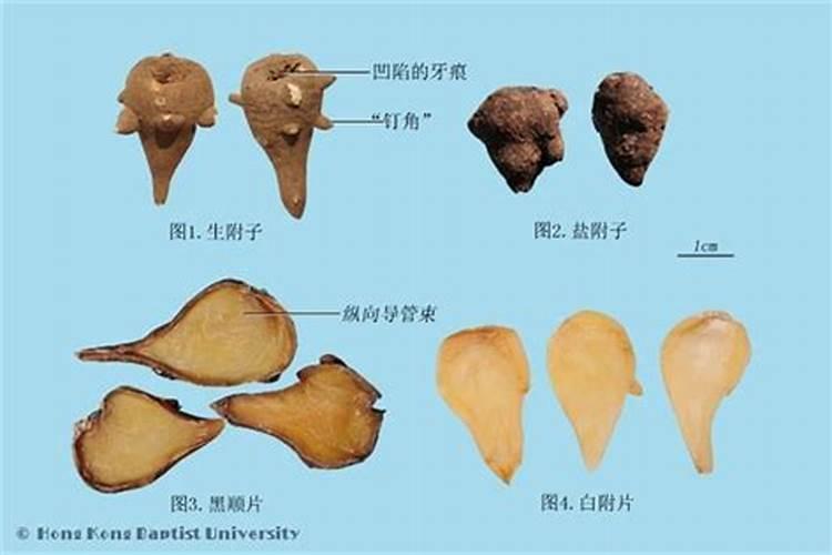 中药材附子的栽培技术揭秘